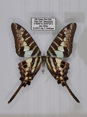 Graphium bouyeri