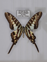 Graphium bouyeri