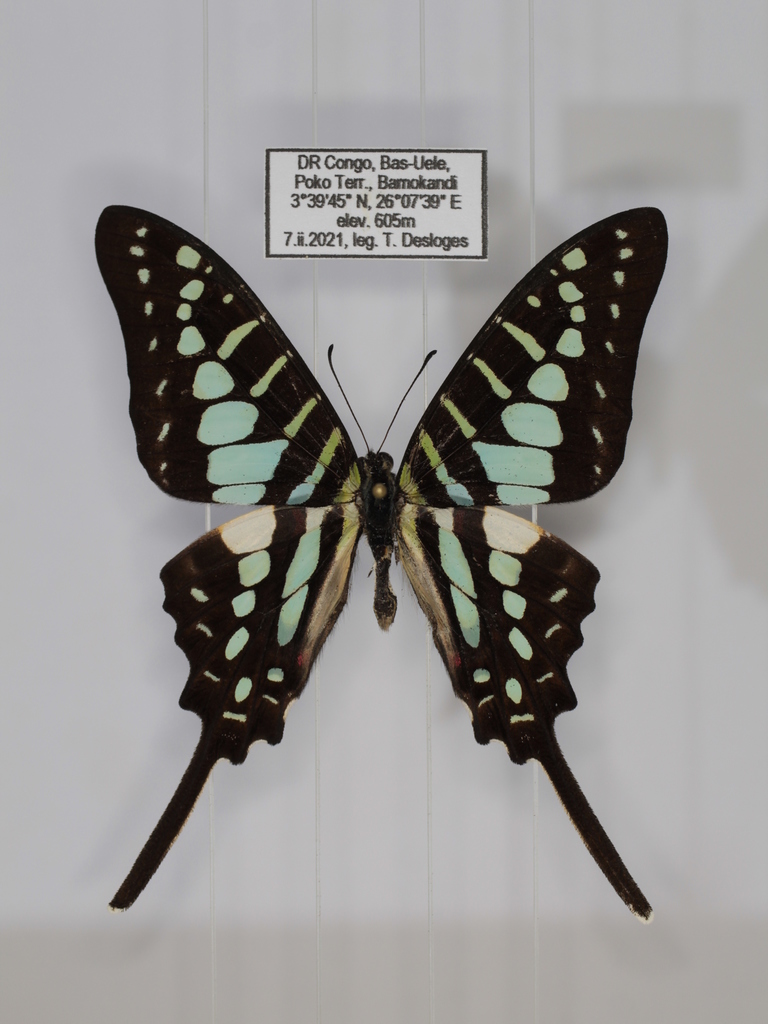 Equatorial Swordtail