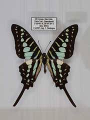 Graphium bouyeri