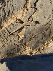 Pristurus rupestris