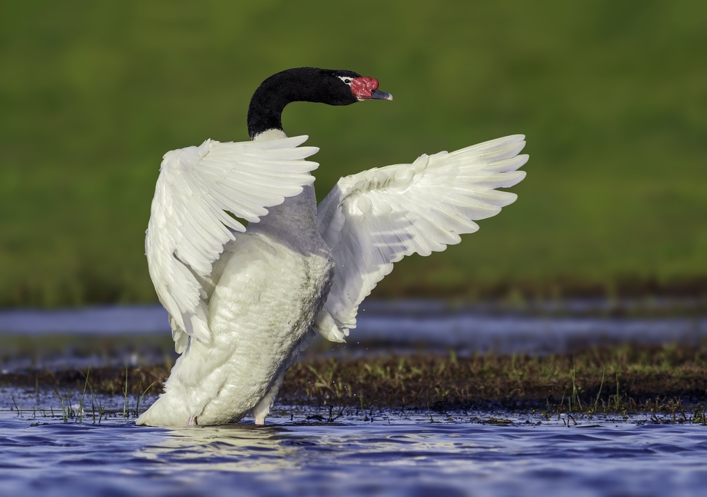 Black-Necked Swan