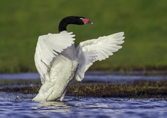 Black-Necked Swan photo 1