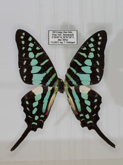 Graphium policenes policenes