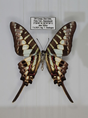 Graphium bouyeri