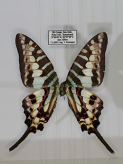 Graphium policenes policenes