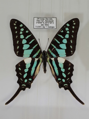 Graphium policenes policenes