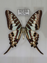 Graphium policenes policenes