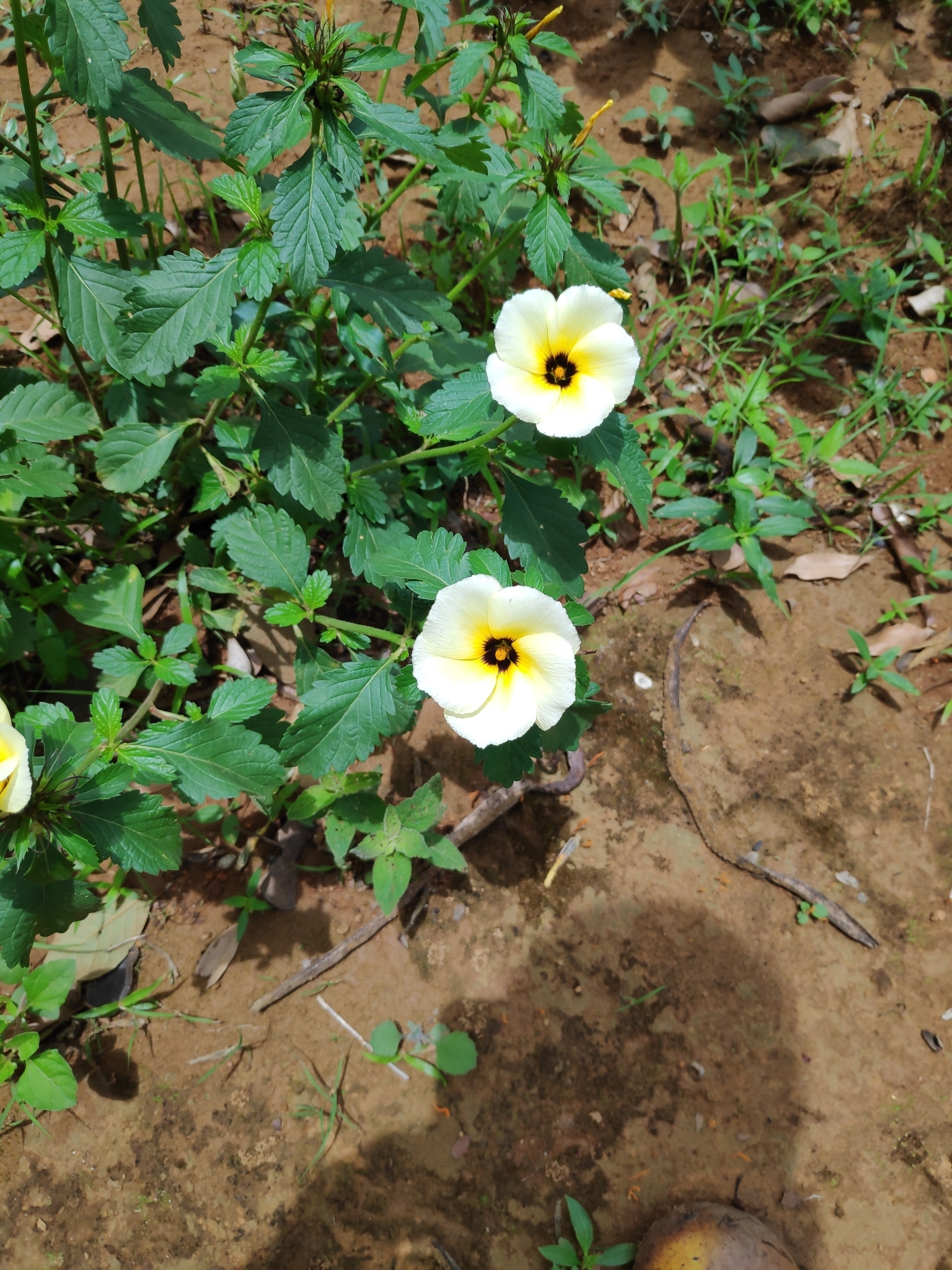 Turnera subulata