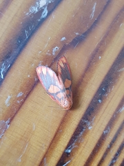 Matsumursine horishanella