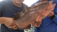 Epinephelus morio