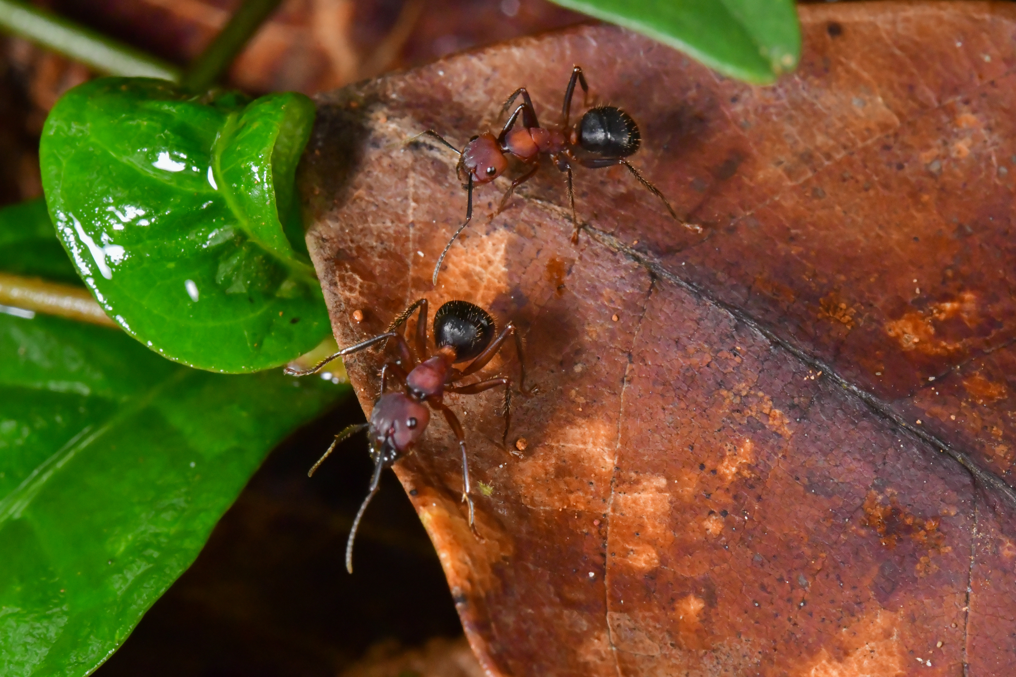 Camponotus misturus