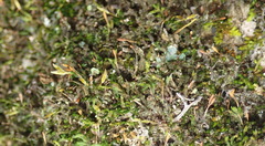 Macrocoma tenuis tenuis