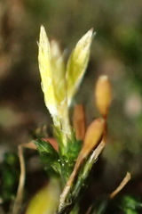 Macrocoma tenuis tenuis