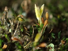 Macrocoma tenuis tenuis