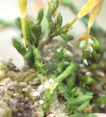 Macrocoma tenuis tenuis