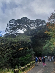 Tsuga chinensis