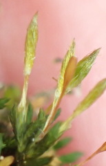 Macrocoma tenuis tenuis