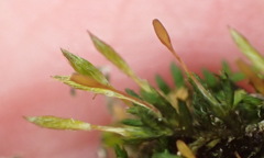 Macrocoma tenuis tenuis