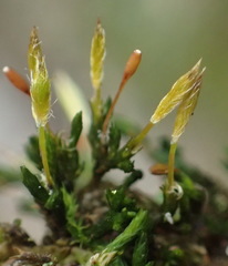 Macrocoma tenuis tenuis