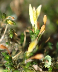 Macrocoma tenuis tenuis