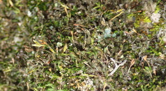 Macrocoma tenuis tenuis