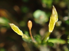 Macrocoma tenuis tenuis