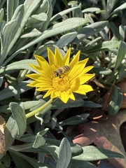 Apis mellifera