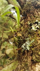 Polystachya ottoniana