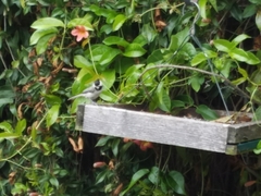Poecile carolinensis