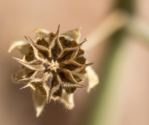 Image of Abutilon parishii by (c) Daniel McNair, some rights reserved (CC BY)