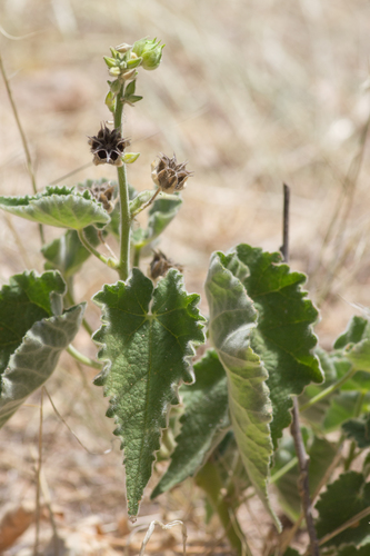Image of Abutilon parishii by (c) Daniel McNair, some rights reserved (CC BY)