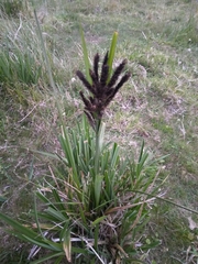 Cyperus ustulatus