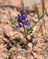 Lupinus flavoculatus