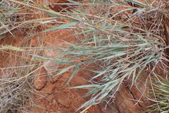 Diheteropogon amplectens
