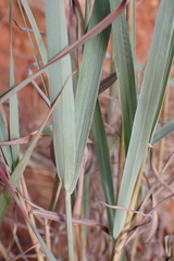 Diheteropogon amplectens