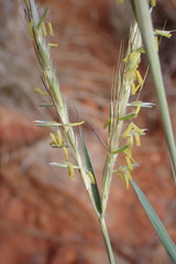 Diheteropogon amplectens