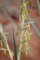 Diheteropogon amplectens