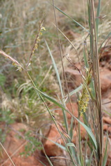 Diheteropogon amplectens