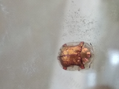 Aspidimorpha quinquefasciata