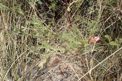 Indigofera heterotricha