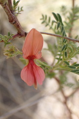 Indigofera heterotricha