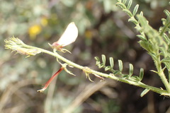 Indigofera heterotricha