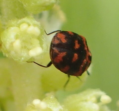 Anthrenus margarethae