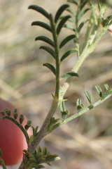 Indigofera heterotricha