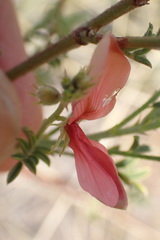 Indigofera heterotricha