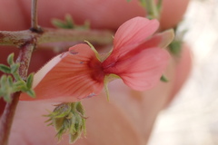 Indigofera heterotricha