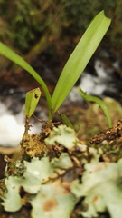 Polystachya ottoniana