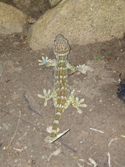 Gekko gecko