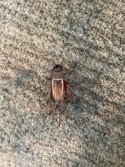 Gryllidae
